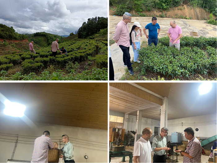 成人影院
茶叶专家服务团在茶园和茶叶加工厂进行指导_副本.png